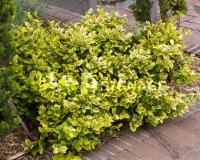 Бересклет Форчуна 'Emerald'n Gold'