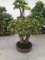 Портулакария Portulacaria