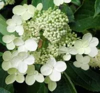 Гортензия метельчатая Prim White