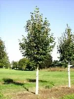 Липа мелколистная Greenspire