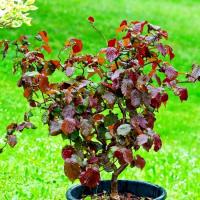 Лещина обыкновенная Red Majestic С 45, 150 см