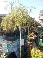 Береза плакучая Юнги