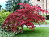 Клен белый Atropurpureum