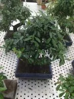 Пирака́нта Pyracantha