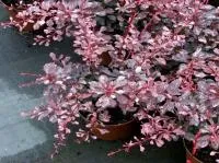 Барбарис тунберга Pink Queen Со5