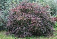 Барбарис Тунберга 'Atropurpurea' С 5