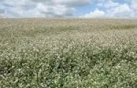 Семена гречихи Дикуль, РС1