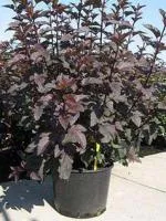 Пузыреплодник калинолистный Physocarpus op.Diabolo, 0,6-0,8м, с3, 3-4лет