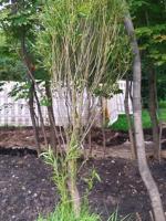 Ива ломкая шаровидная Булата Salix fragilis Bulata, 2,5-3,5 м, 14/18, ком, 8-10 лет