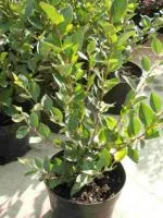 Кизильник блестящий Cotoneaster lucidus, 1,1-1,3м, ОКС, 4лет