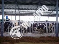 Ограждение кормового стола с фиксацией головы КРС, типа «хэдлок»