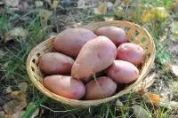 Картофель Розара