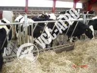 Диагональное ограждение кормового стола КРС