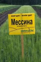 Семена ячменя ярового Мессина