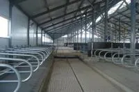 Стойловое оборудование для беспривязного содержания КРС