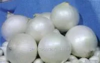 Семена лука репчатого Стардаст, белый