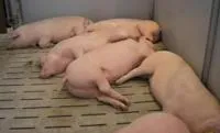 Щелевые полы для свинарников