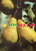 Саженцы груши Видная (бугристая)