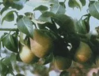 Саженцы груши Кафедральная