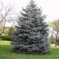 Саженцы Ели колючей Picea pungens f. glauca Misti Blue