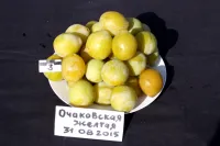 Саженцы сливы Очаковская желтая
