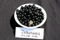 Саженцы смородины черной Экзотика