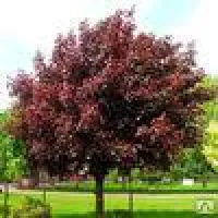Клен остролистный "Royal red" краснолистный, выс 3.5-4.5 м ком,конт.С20