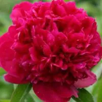 Пион 'Red Sarah Bernhardt'