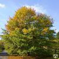 Дуб болотный - (Quercus palustris) 180-200 см ,ком.