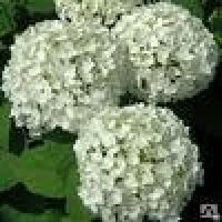 Гортензия древовидная "Грандифора", 70-80 см. с5