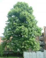 Tilia platyphyllos (липа крупнолистная)