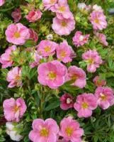 Лапчатка кустарниковая 'Pink Paradise'
