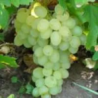 Саженцы винограда Балет (кишмиш)