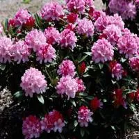 Рододендрон якушиманский Pink cherub