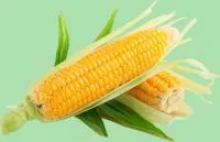 Гибриды семян Кукурузы (Pioneer, Singenta, Monsanto, NS, Limagrain)