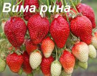 Рассада клубники Вима Рина