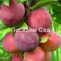 Саженцы алычи гибридная Путешественница