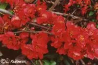 Айва сред. Crimson and Gold