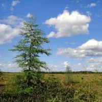 Лиственница американская