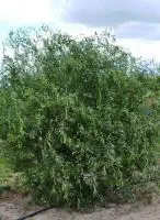 Ива Свердловская извилистая