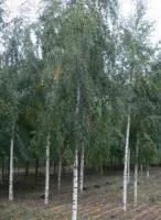 Береза повислая "Тристис"