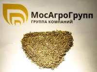 Райграс однолетний Фиалент