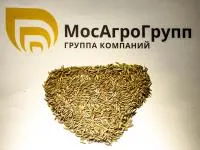 Райграс пастбищный Вик 66