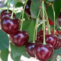 Саженцы вишни Харитоновская