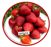 Рассада земляники АРОЗА
