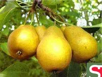 Груша Башкирская осенняя