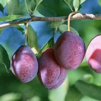 Саженцы сливы Конфетная